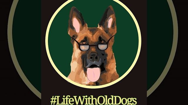 Hip Dysplasia in Older German Shepherds