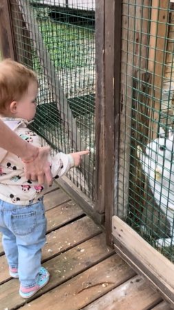 Ева кормит кроликов 🐰 Август 23 Еве 1 год и 5 месяцев #cute #малыш