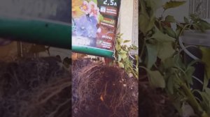Как пересадить комнатный перец