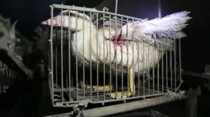 L214 - Foie gras - Scandale dans les palaces parisiens !