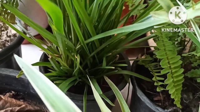 Plant Names पौधों के नाम@gardeningwithgeetkumar