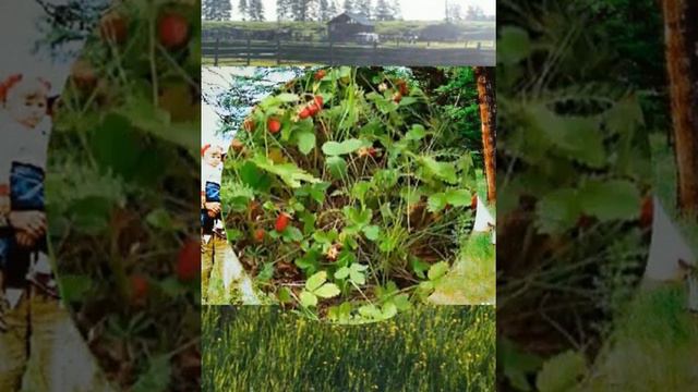 Сайылыкпар хаалбыттар - Афанасий никифоров