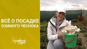 Очень подробно о посадке озимого чеснока в зиму.