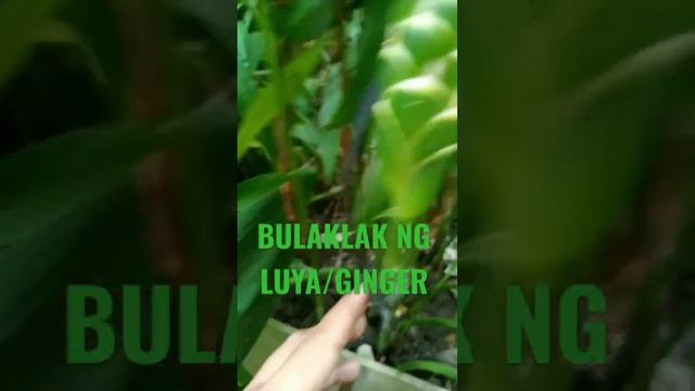 #ginger|#bulaklakngluya|#viral|#trending|#satisfying|#shortvideo|@sstwinsvlog5329