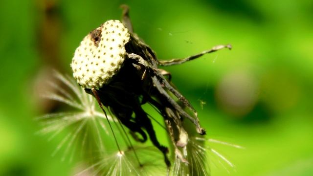 Nikon Coolpix L840 Macro Shots (4K available) смотреть онлайн