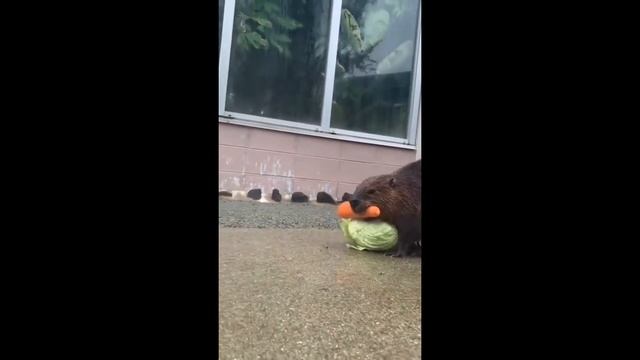 Семья Бобров с покупками возвращаются из магазина смотреть онлайн