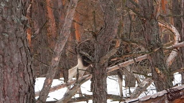 Копытные животные зимой.mp4