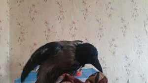 Ворона Капля лает как собака. Our crow can bark