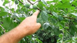 Укорачивание кроны сливы просто. Как уменьшить крону дерева