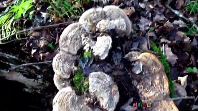 Грибы в ноябре. Вешенки, дрожалки, говорушки. смотреть онлайн