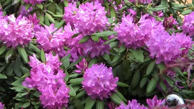 Шикарное цветение нашего рододендрона! 🏠 Gorgeous flowering of our rhododendron!