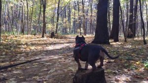 Американский булли голубой триколор