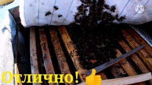 Как зимуют пчелы в феврале  (отводки и рои)! Первые потери. Зимовка на улице!