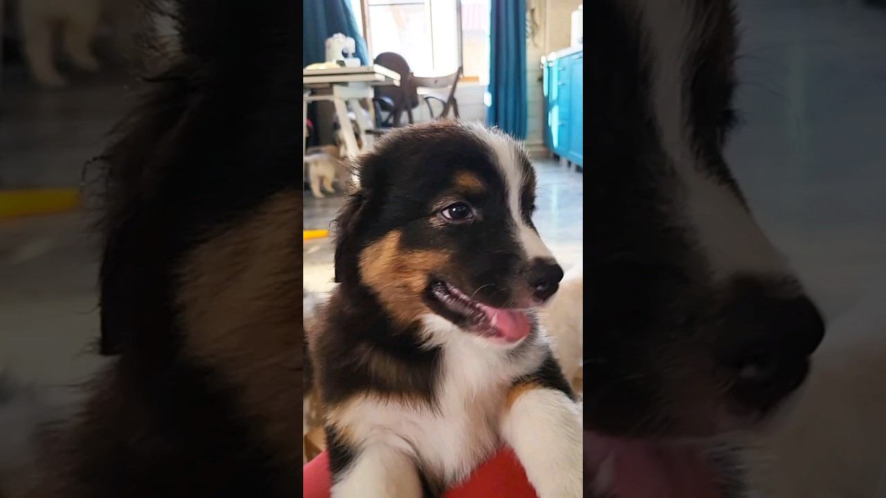 #австралийскаяовчарка #puppy #аусси #goldenretriever #pets #золотистыйретривер #love