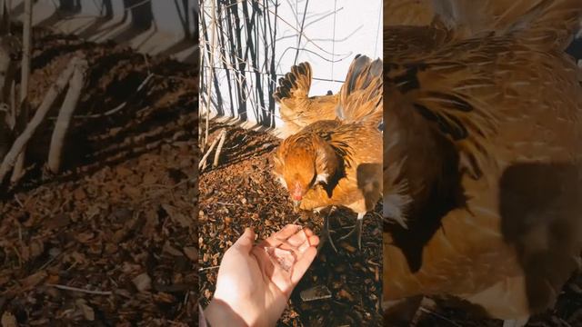 Chickens purring because I am Complementing them! Happy Chicken sounds. #chickens #backyardchickens