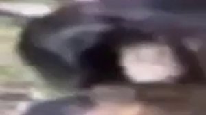 Миша, ты что, пукнул? | Оригинал