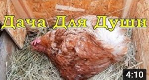 Курица высиживает ЯЙЦА...как убрать инстинкт наседки????