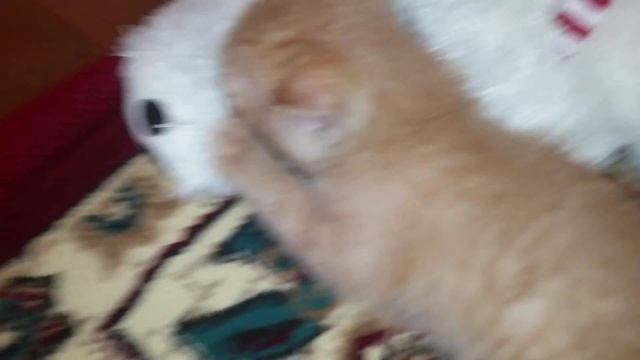 Котенок пьёт воображаемое молоко!/Cute kitten/Милый котенок/Рыжик/Лаки смотреть онлайн