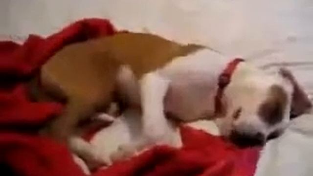 Что снится щенку Юмор! Прикол! Смех смотреть онлайн