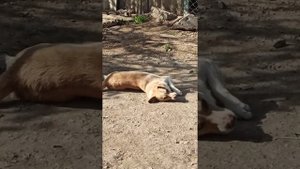 А Вы чем обрабатываете своих собак от блох и клещей? Я использую спрей "Rolf Club 3D".