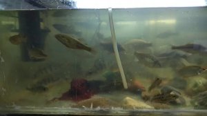 Кормлю рыб в аквариуме МОТЫЛЁМ!!! Все охотно едят!