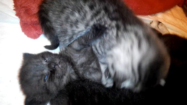 Полосатый котенок умывает лапки братику смотреть онлайн
