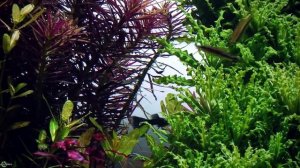 Аквариумная звездочка – Хелфера Погостемоновна