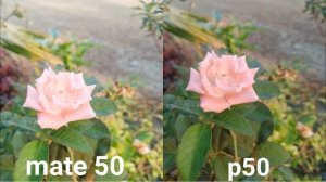 Huawei mate 50 vs Huawei p50 camera test