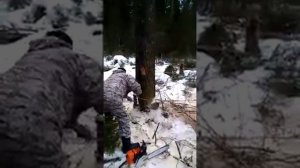 Валка дерева при помощи домкрата