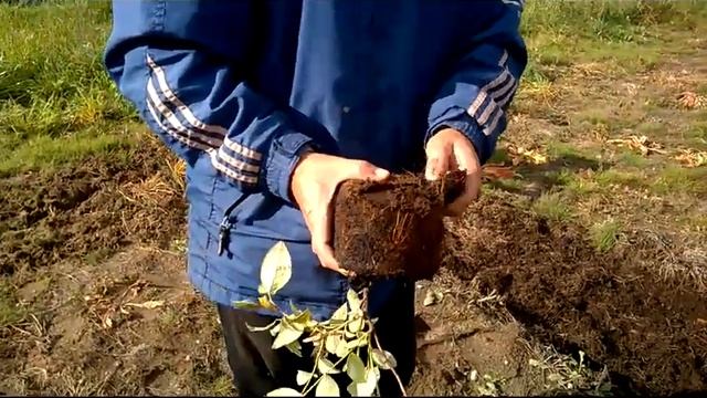 Посадка голубики 2017 год. смотреть онлайн