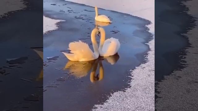 Не кормите лебедей хлебом юди часто подкармливают этих птиц хлебом#shorts смотреть онлайн