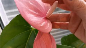 Хорошо ли антуриумам и другим цветам на подоконнике? Часть 3