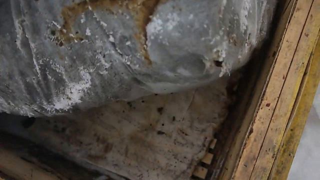 Весна 2021 на пасеках.  Как пережили зиму наши пчелы. Мини путешествие смотреть онлайн