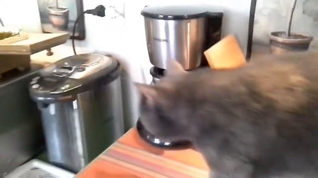 КОТОКАФЕ Котиссимо. Здесь можно выбрать КОШКУ и забрать домой...