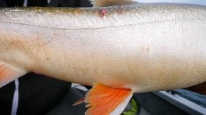 Fishing BIG CHAR In Crystal Clear Water (INCREDIBLE UNDERWATER PHOTO) | Team Galant