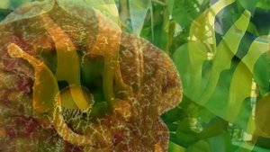 Аристолохия (Кирказон) - травянистая или древесная лиана семейства кирказоновые (Aristolochiaceae)