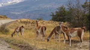 Аргентина Патагония   Кочране Грегорес   Вышел большой самец лама