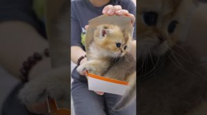 СМЕШНЫЕ ЖИВОТНЫЕ 2023 ЛУЧШИЕ ПРИКОЛЫ С КОТАМИ И CОБАКАМИ