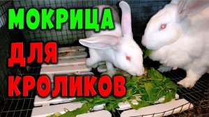 Мокрица для кроликов / Кормление ушастиков