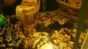 Анцитрус сомик самки дерутся