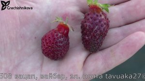 ХОЛКОВСКАЯ новый сорт земклуники