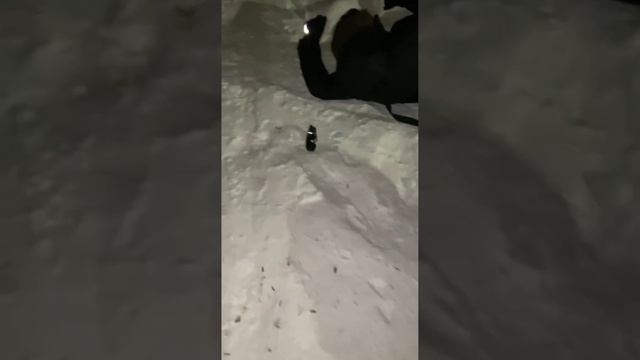 флекс под анки смотреть онлайн