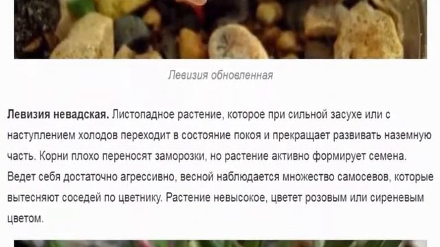 Левизия  Цветы со всего мира