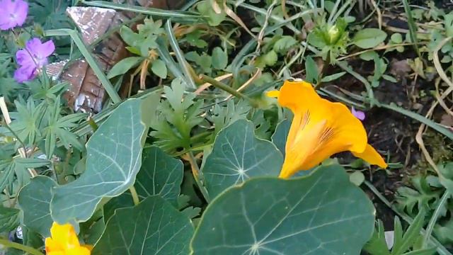 петунияцветение весеннее настроение