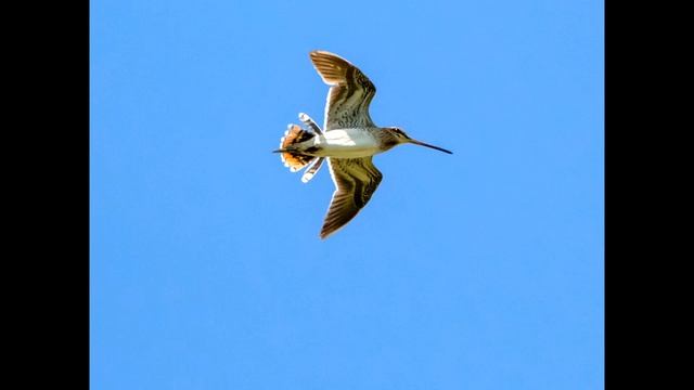 Бекасы - удивительный мир реки Ока смотреть онлайн
