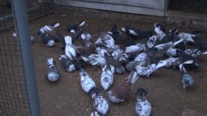 Николаевские голуби, питомник Алексеева Ю.А,(7)