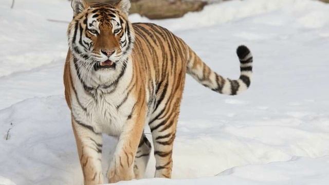 a31edfb7-6b06-47e9-83cb-123d43bc268c_800x600 смотреть онлайн