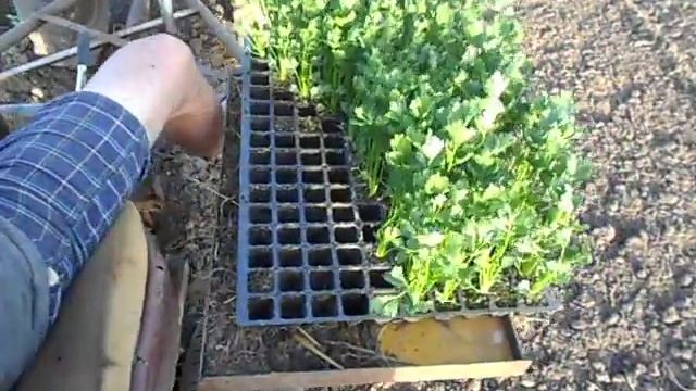 Механическая посадка рассады овощей