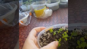 Примула из семян. Первый опыт