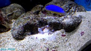 Средство для борьбы с айптазией Aqua Medic AiptaCap